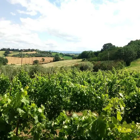 Vigneto